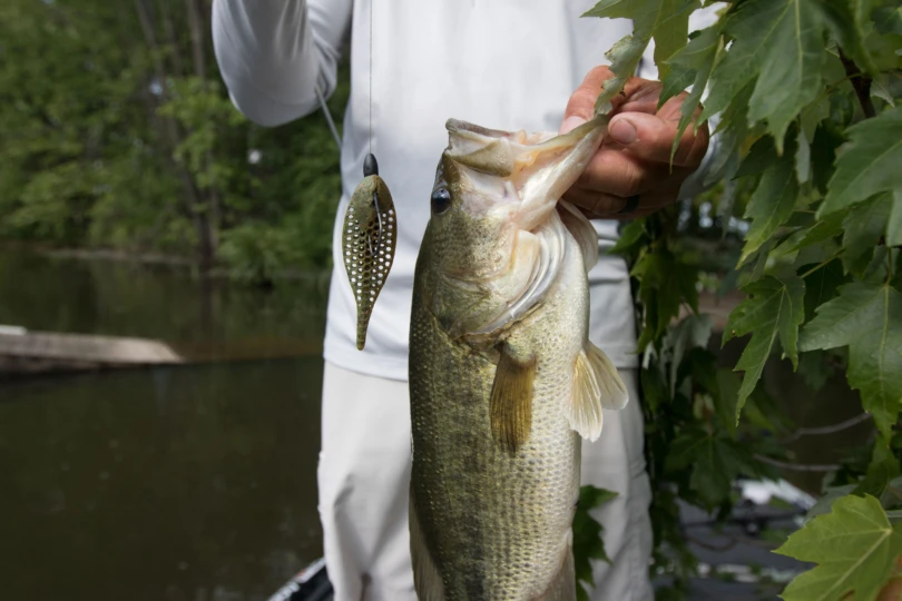 A Texas Rig Lure next to a bass