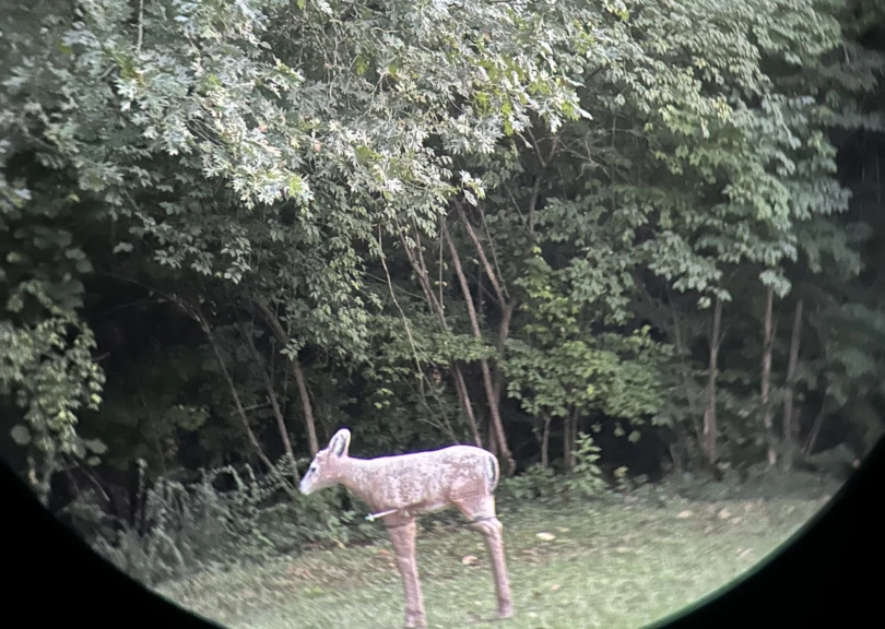 A 3D deer visible through the ZEISS SFL 10X50 binoculars