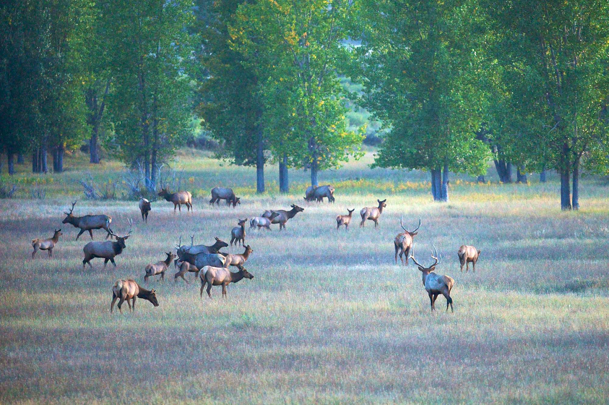 elk herd in the Breaks