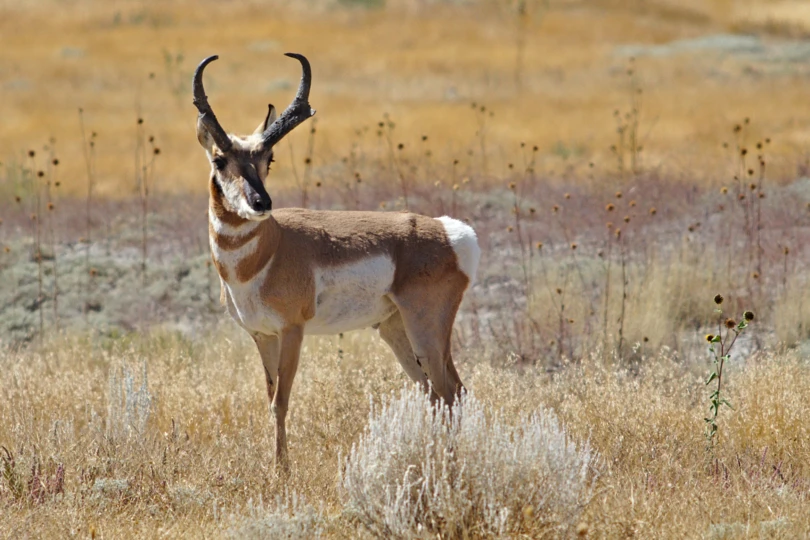 pronghorn antelope
