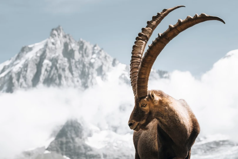 Ibex