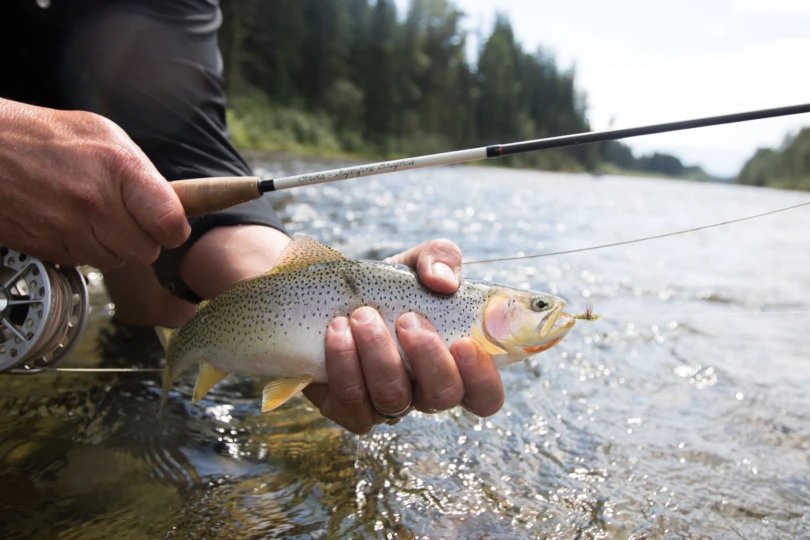 A trout next to a fly rod