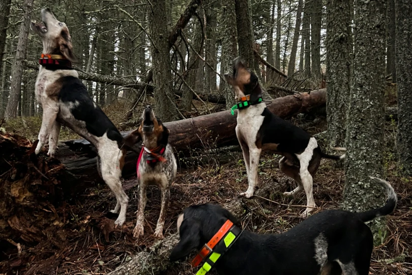 Hunting Hounds