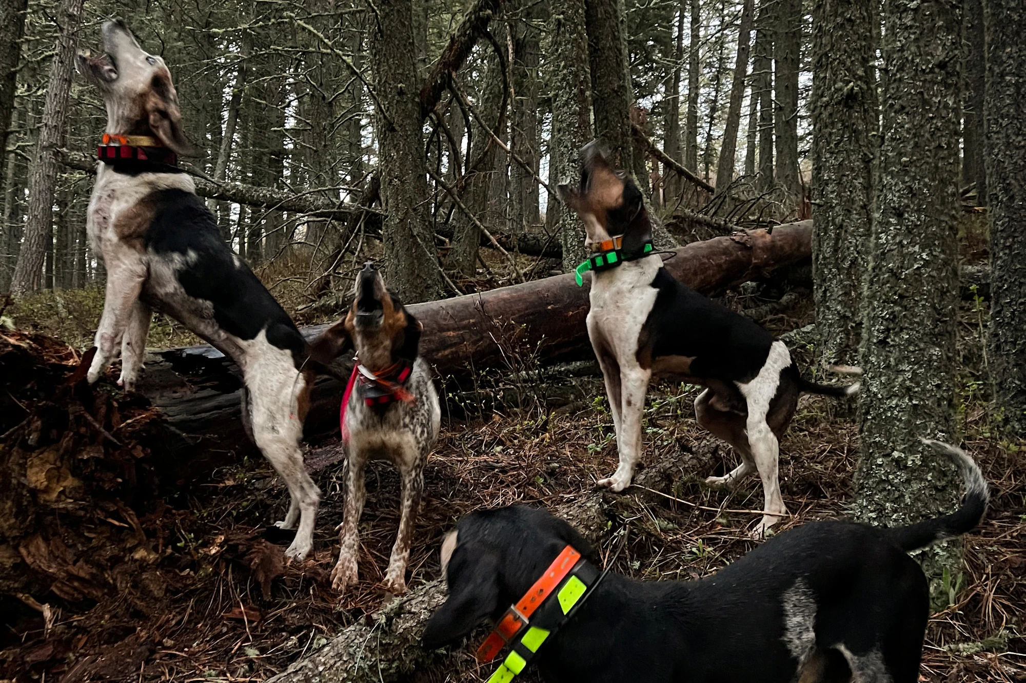 Hunting Hounds