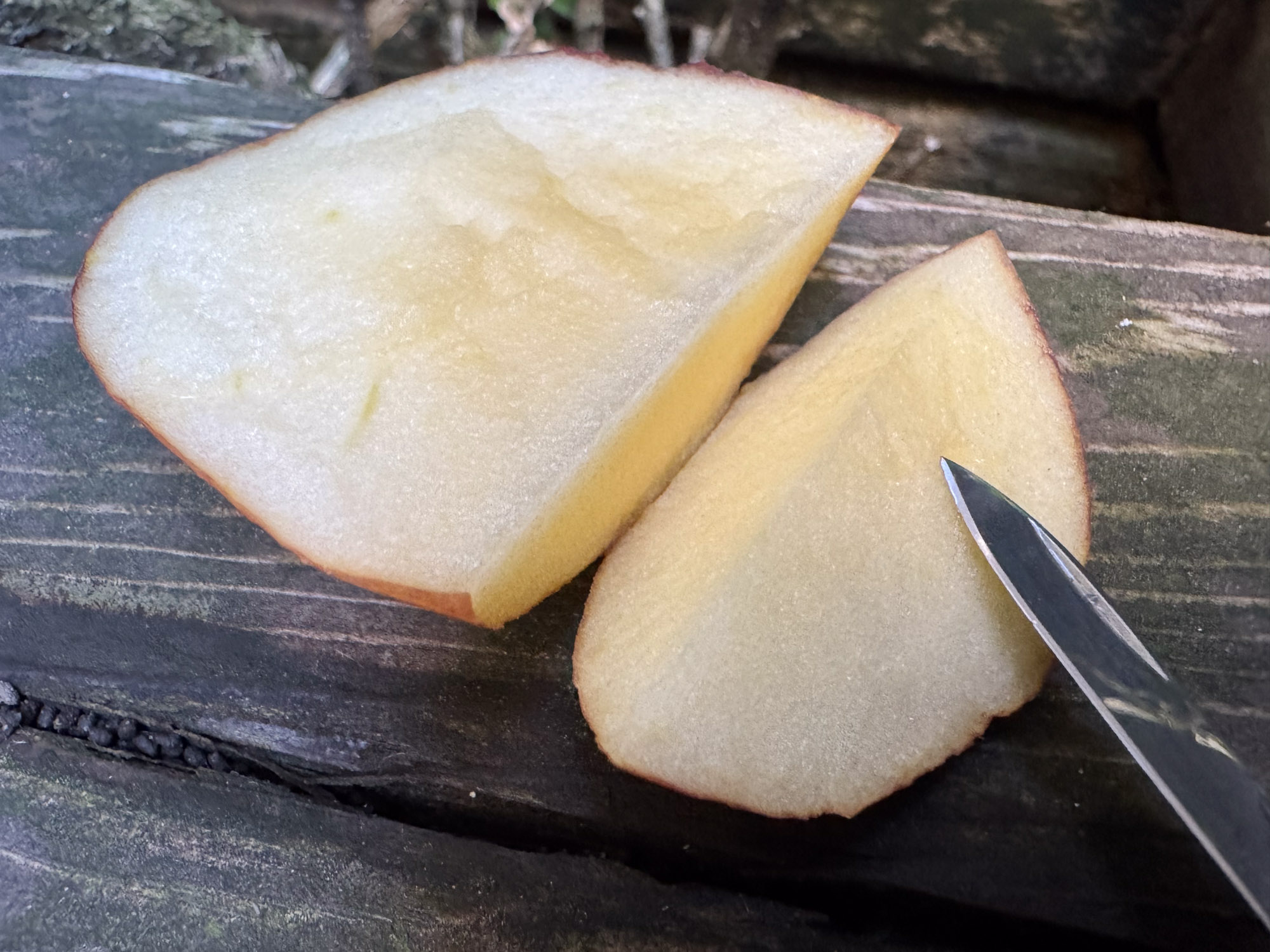 the blade of the mini champ tool being used to slice an apple on a picnic bench