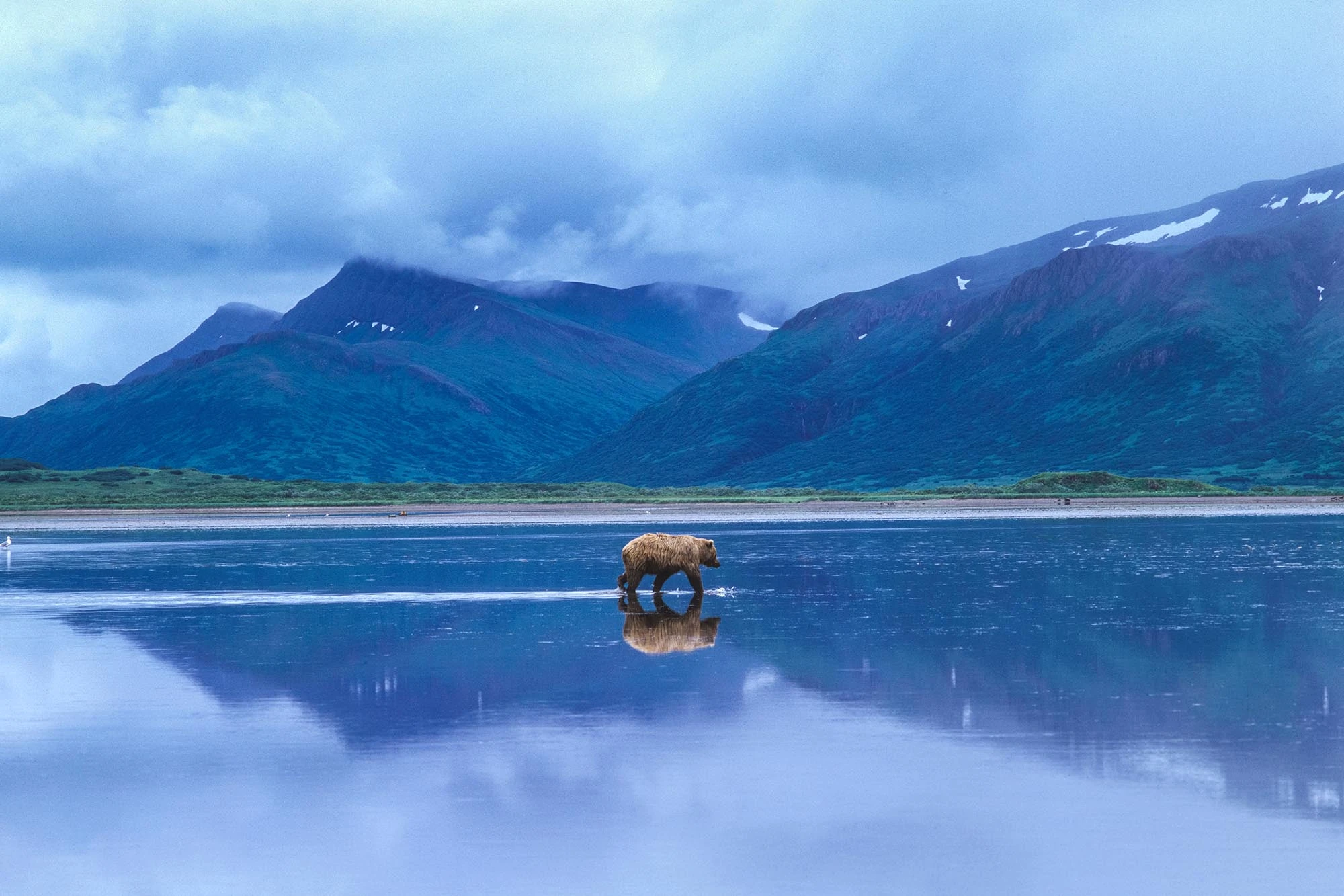 Brown,Bear,(ursus,Arctos,Horribilus),With,Reflection,Crosses,Tidal,Flats