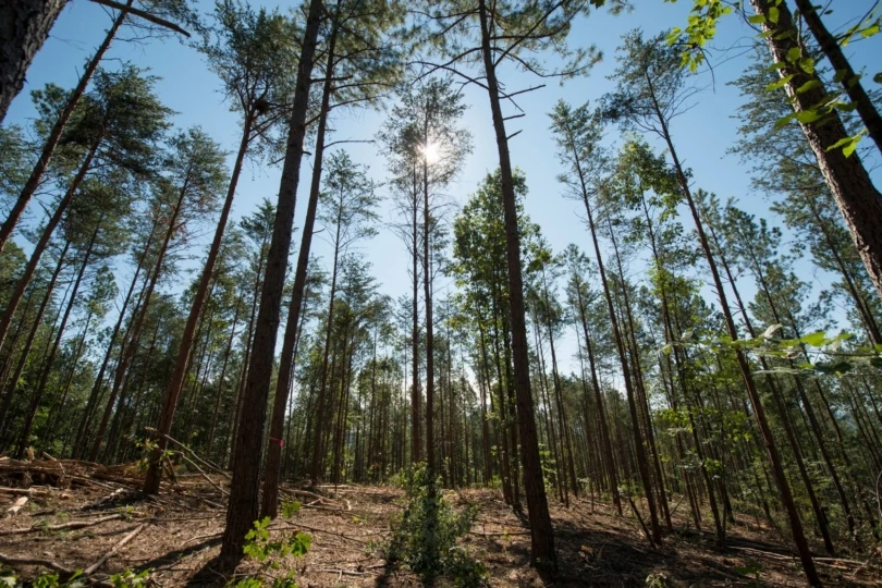 sparse forest with sun and blue sky