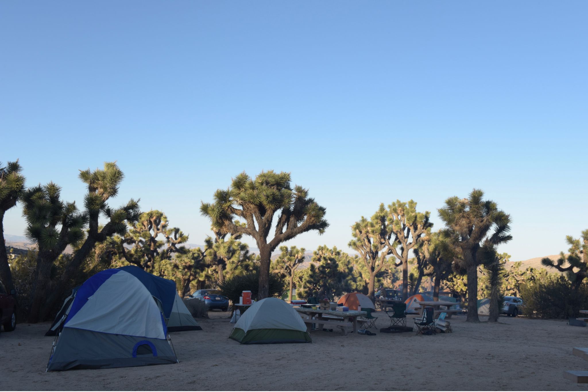 campground with tents and joshua trees
