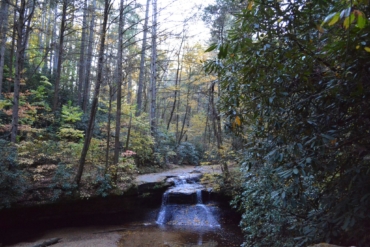 forest with small waterfall
