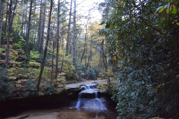 Daniel Boone National Forest; (photo/Mary Andino)
