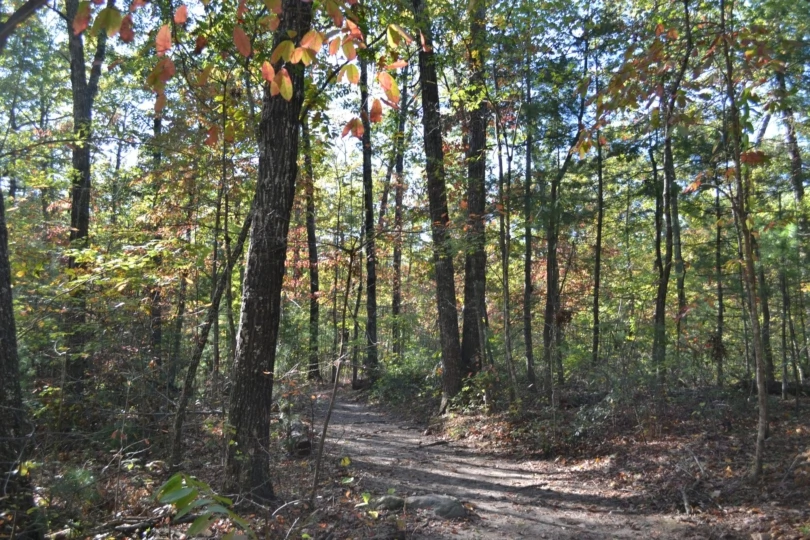 hiking trail in forest