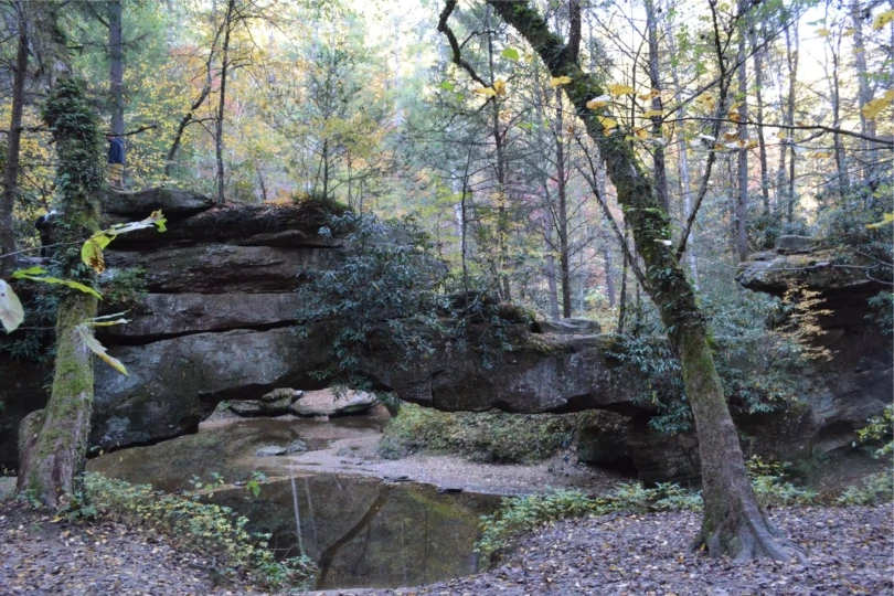 forest with large rock bridge