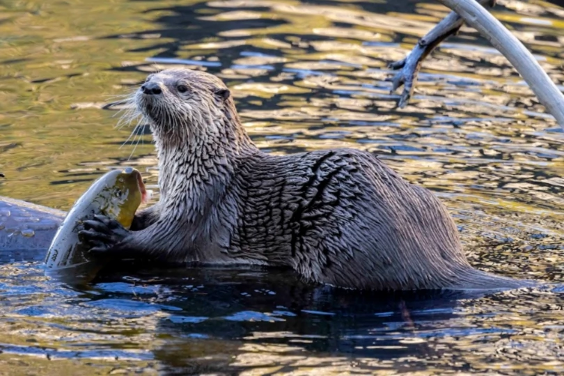 Otter eats fish in river 