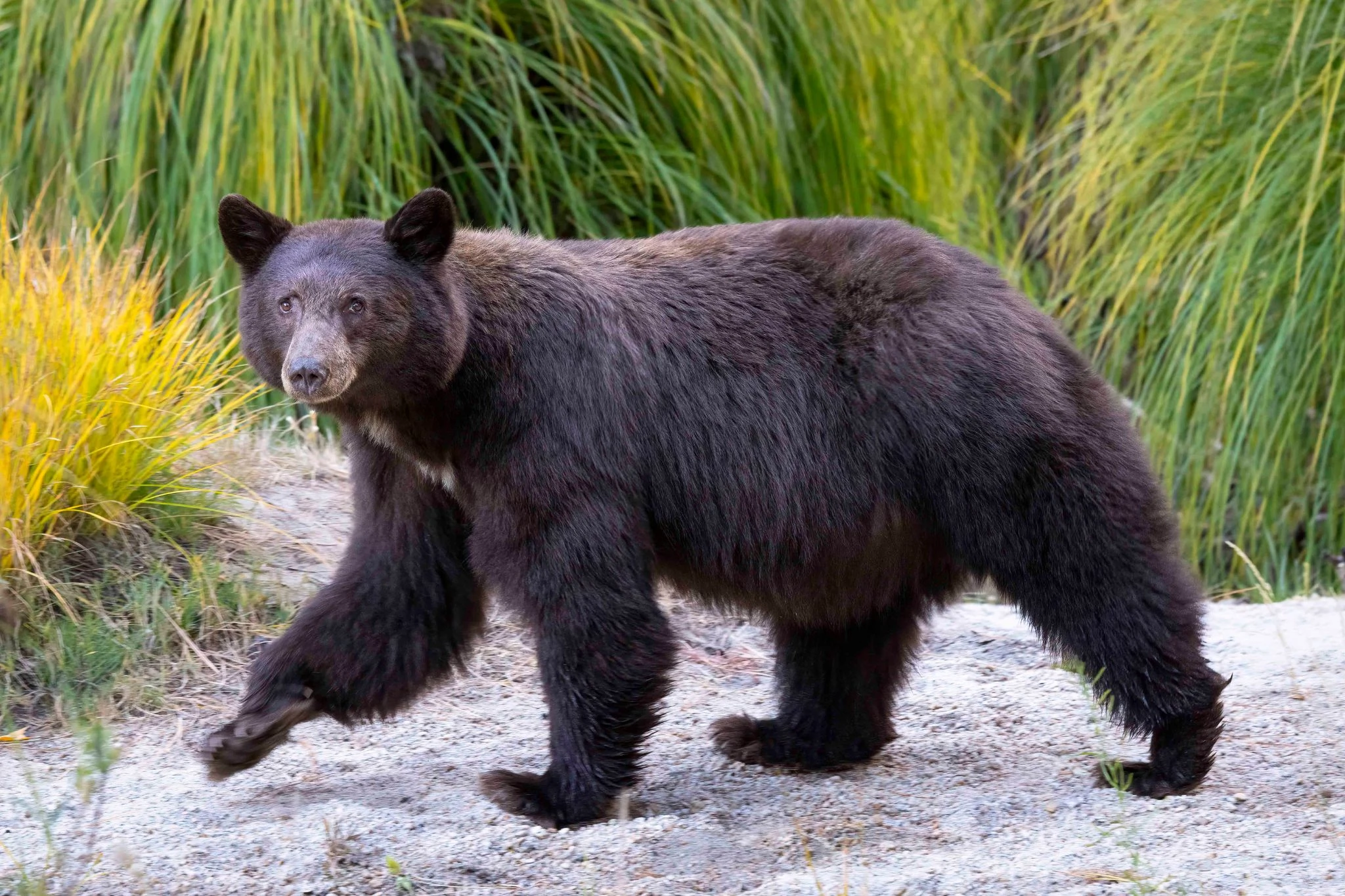 Animal Photos From ‘Yosemite Wildlife’ Book Will Stop Your Scroll