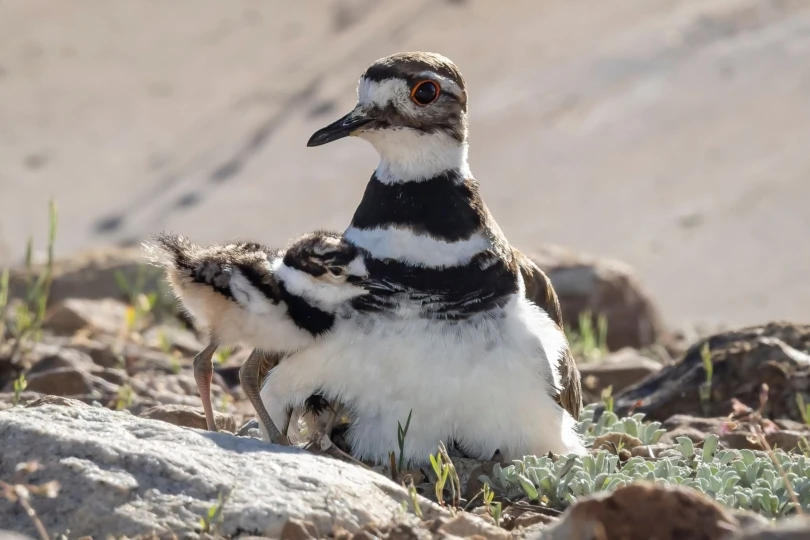 two black and white birds