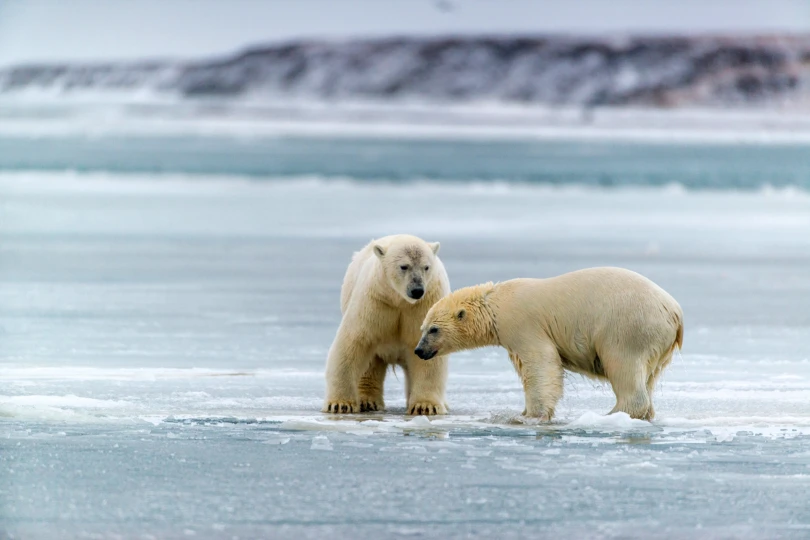 Polar,Bears,Near,Kaktovic,,Alaska