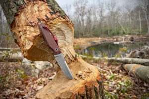 The Big Idea Design USA Signal is stuck into a tree trunk showing fresh wood chips around the bite marks