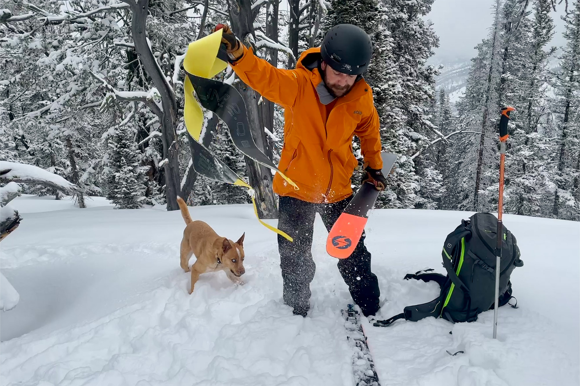 A skier removes climbing skins from the Blizzard Zero G 96 while a dog plays in fresh snow