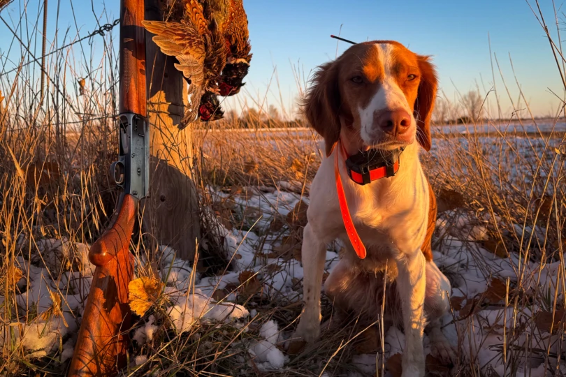 Bird dog with pheasants and shotgun