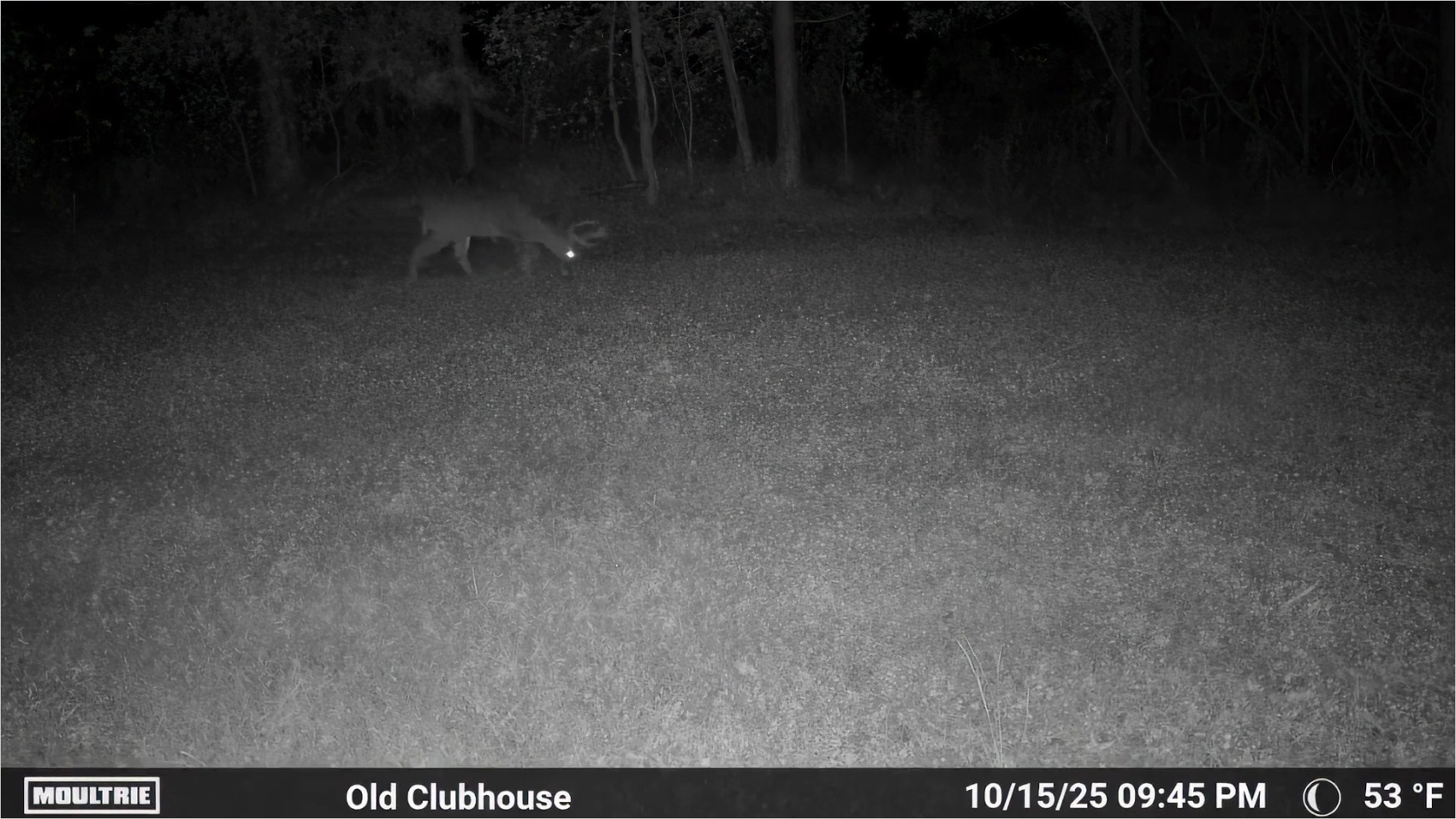 Moultrie Edge camera footage of target buck feedding