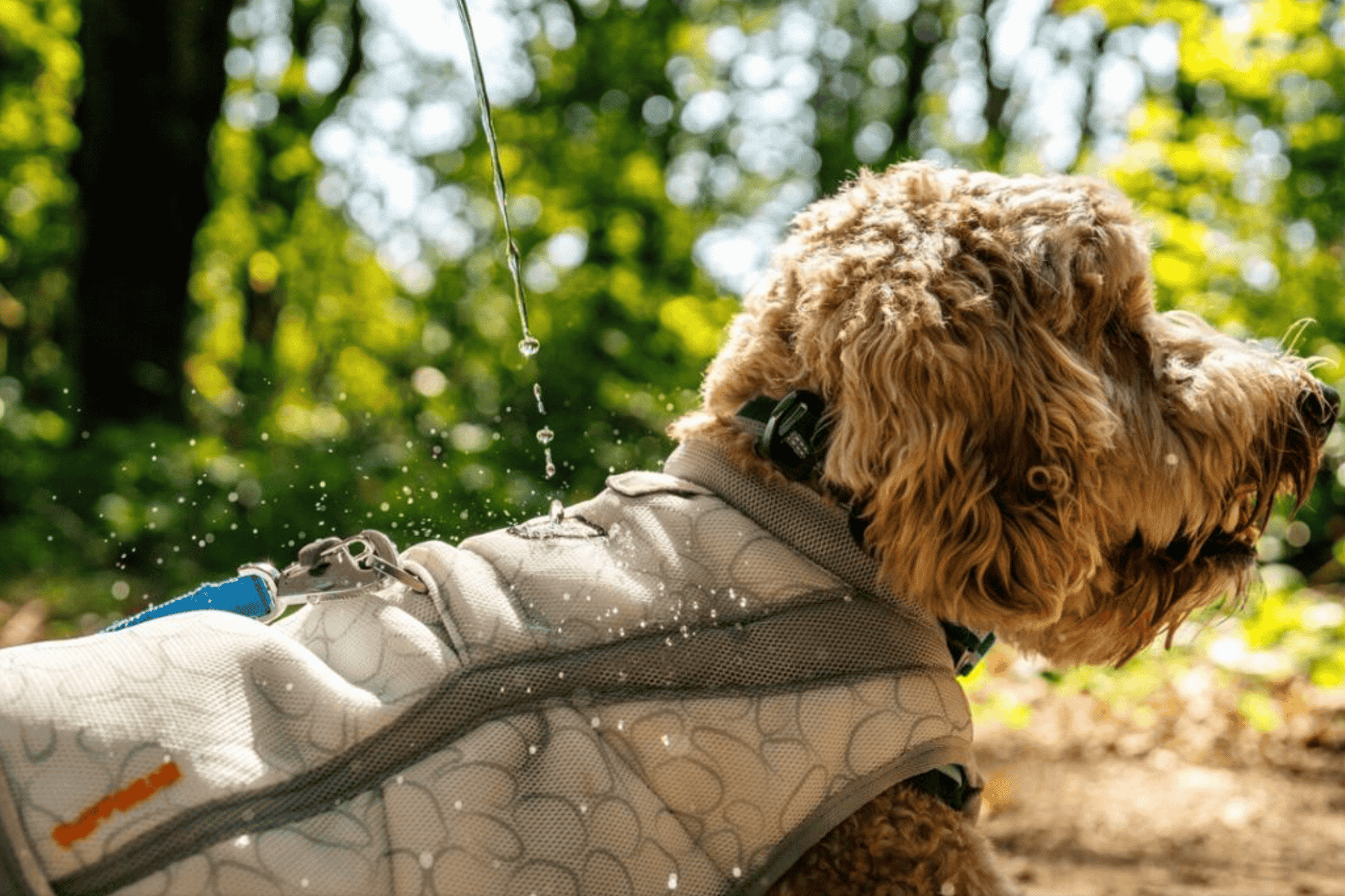 dog in cooling vest gets water poured on it