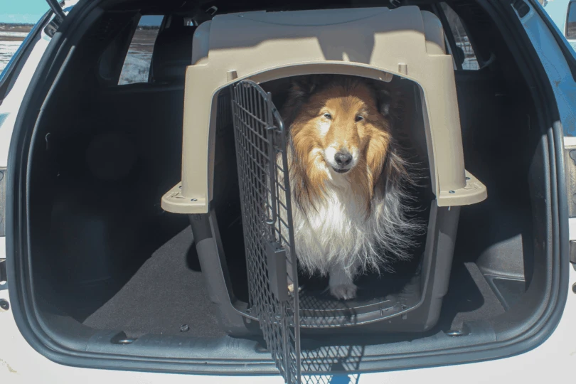 dog in crate in car