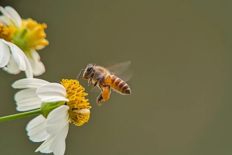 bee on flower