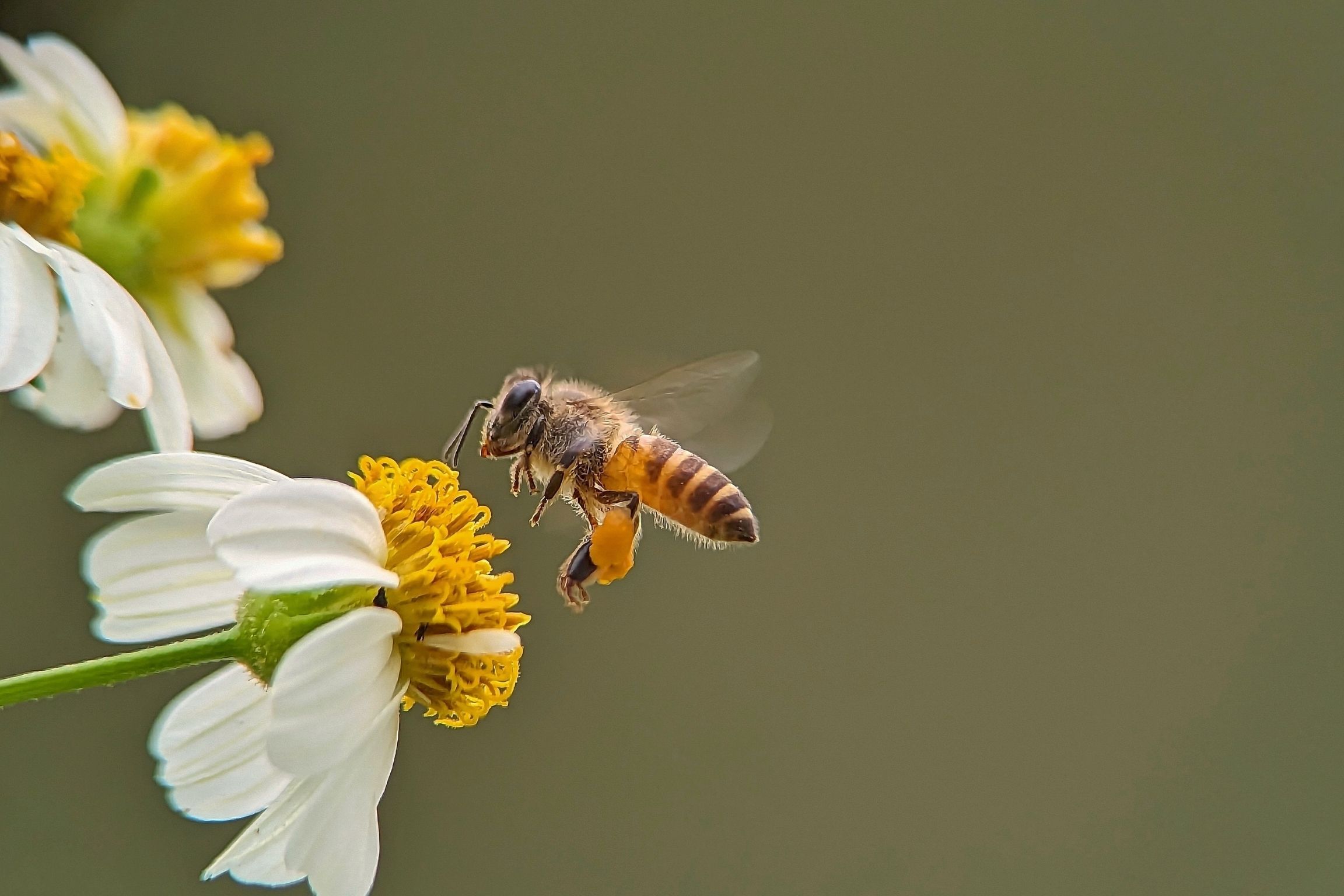 bee on flower
