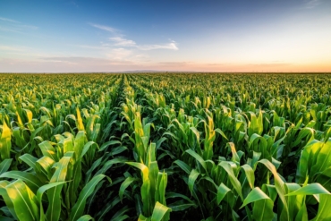 farm of corn