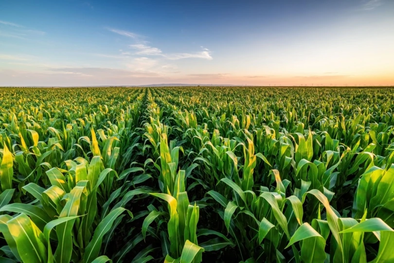 farm of corn