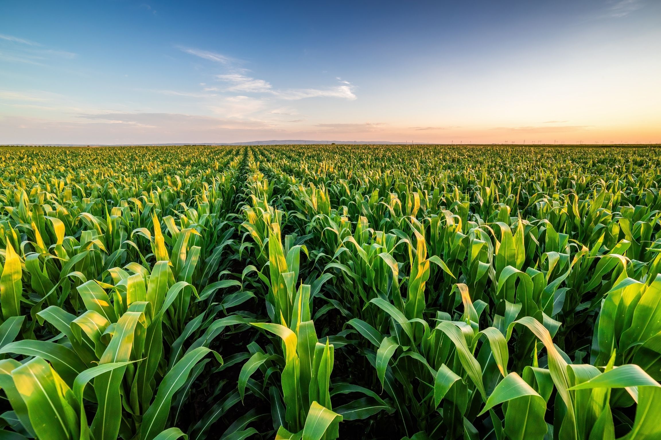 EPA Clears ‘Forever Chemicals,’ Bane of the Outdoor Industry, for Use on Food