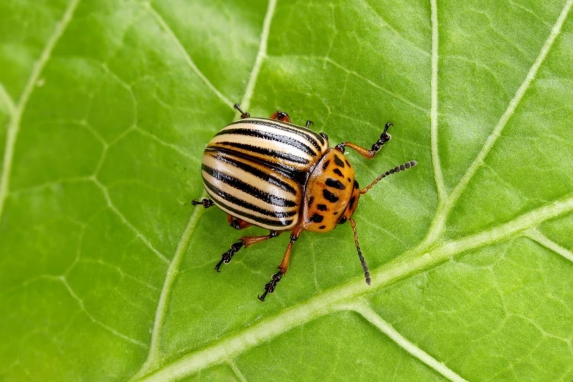 colorado potato beetle