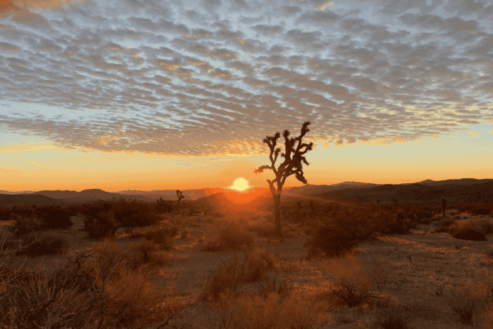 joshua tree national park at sunset
