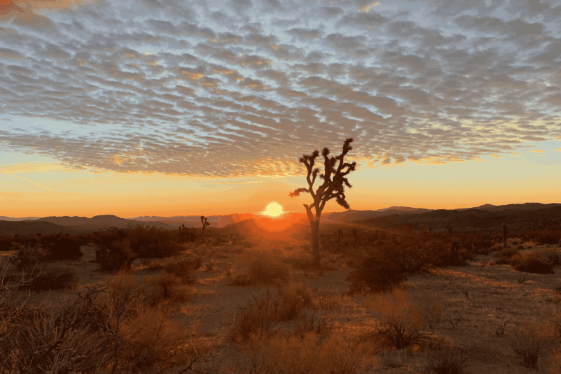 joshua tree national park at sunset