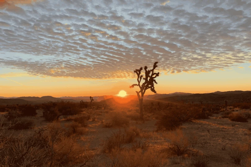 joshua tree national park at sunset