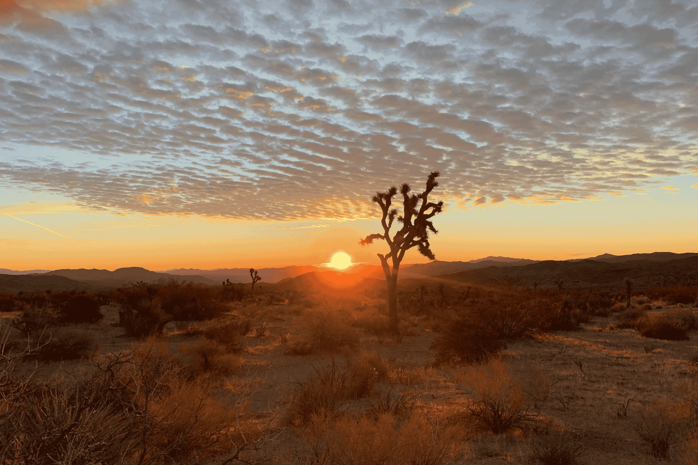 Winter Backpacking in Joshua Tree National Park: Best Trail to Hit at Best Time of Year