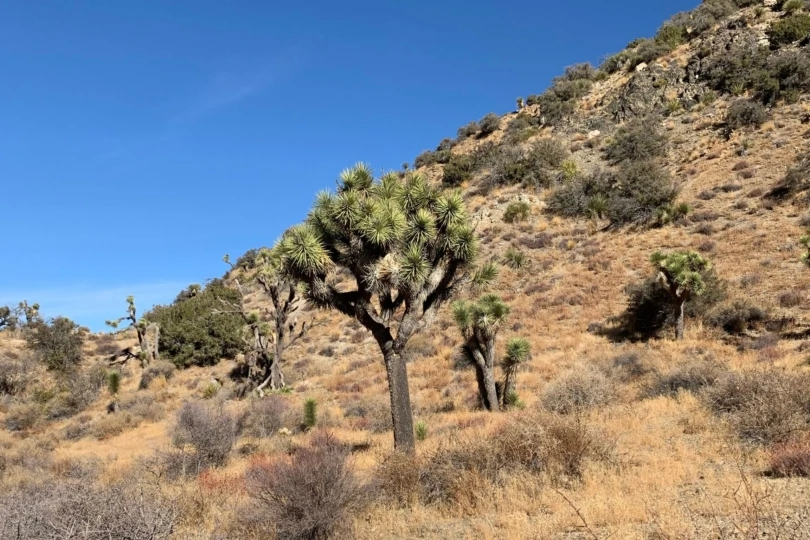 joshua tree landscape