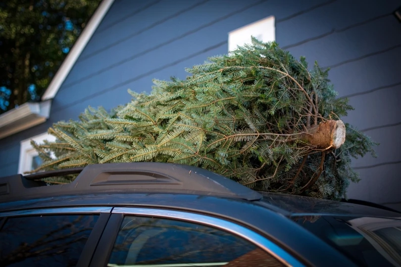 Freshly,Cut,Christmas,Tree,Sits,Atop,A,Car
