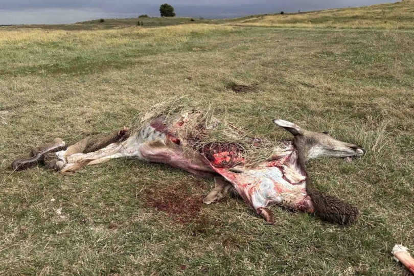 deer carcass in field