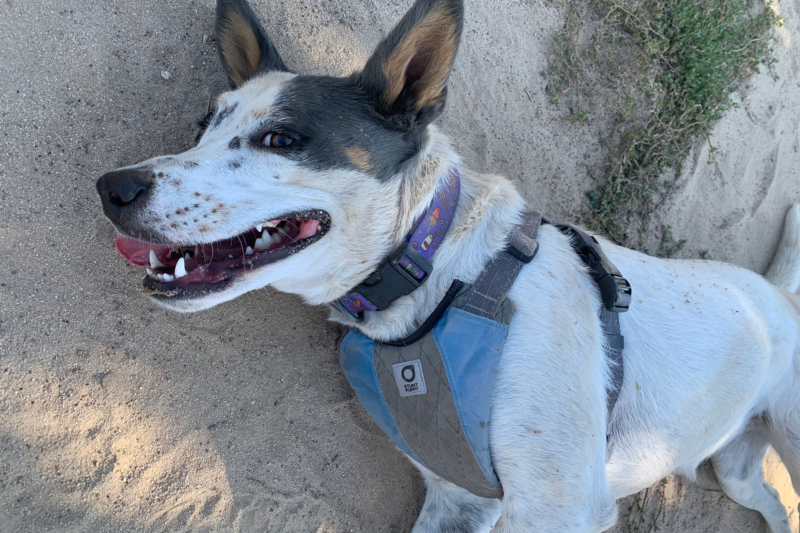 Everything Your Dog Needs for Outdoor Adventure: K9 Gear, Tips, and More