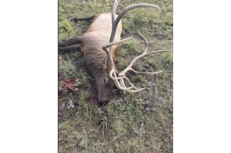 poached bull elk