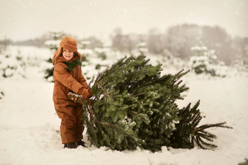 The,Choice,Of,Christmas,Tree,,5-year-old,Boy,Holding,Freshly,Cut