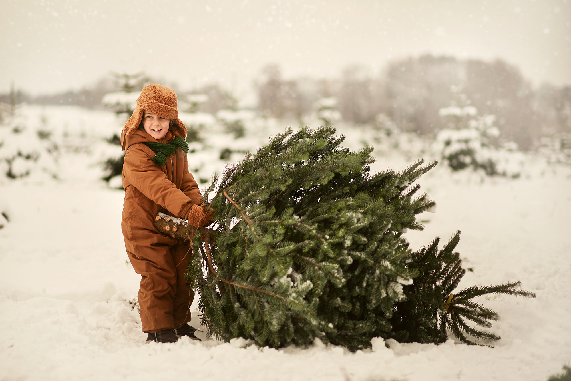 The,Choice,Of,Christmas,Tree,,5-year-old,Boy,Holding,Freshly,Cut