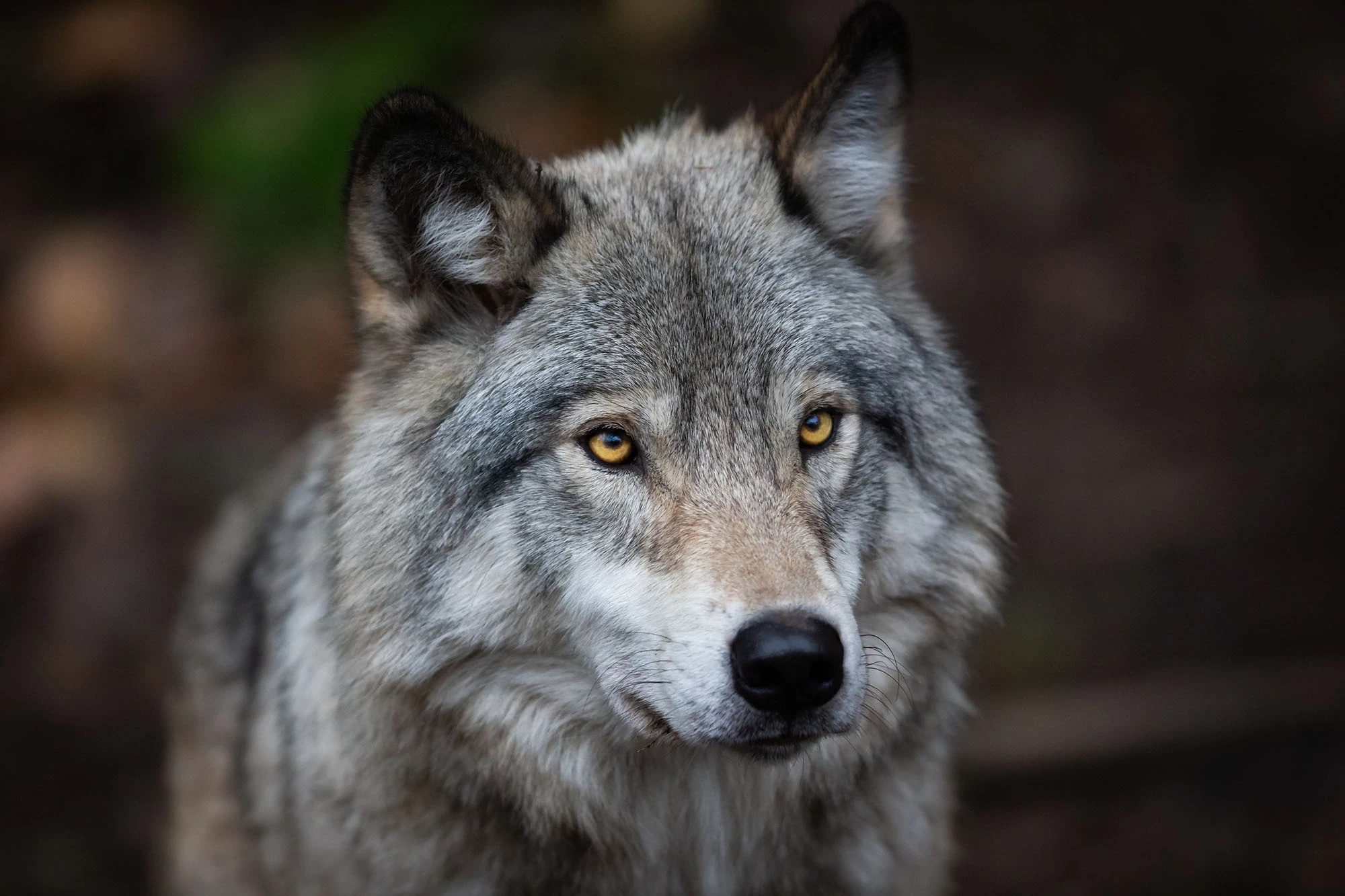 Feds Halt Nationwide Gray Wolf Recovery Plan