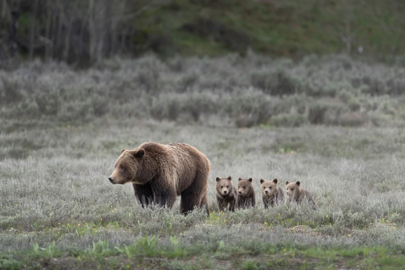 Grilzzly Bear Sow and Cubs