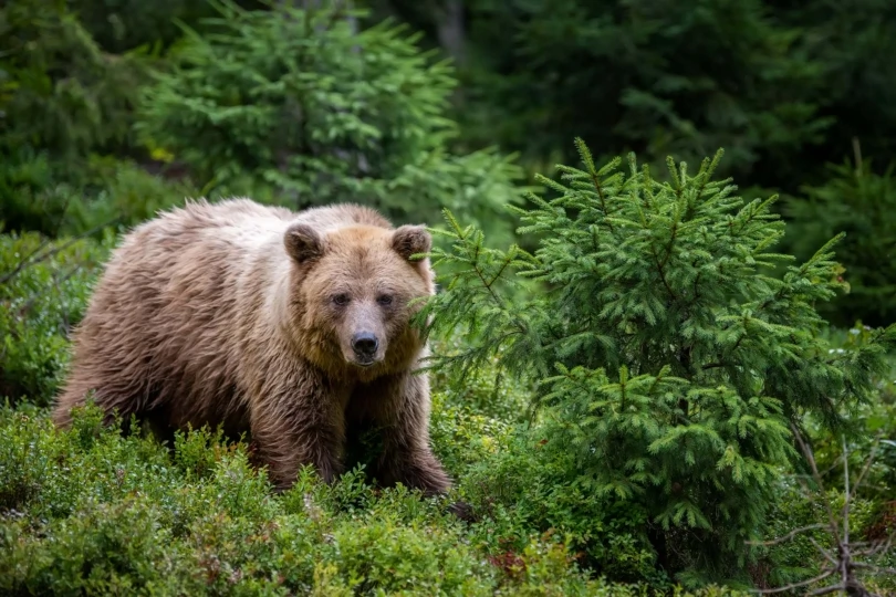 Brown Bear