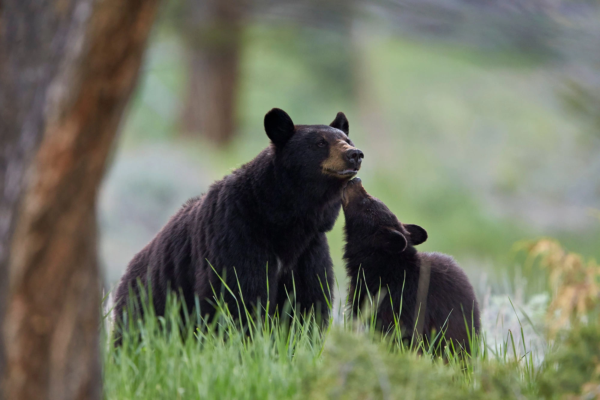 Black bear sow and cub