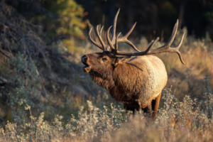Bull Elk