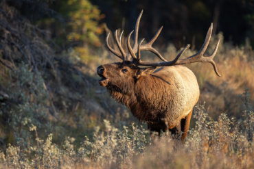 Bull Elk