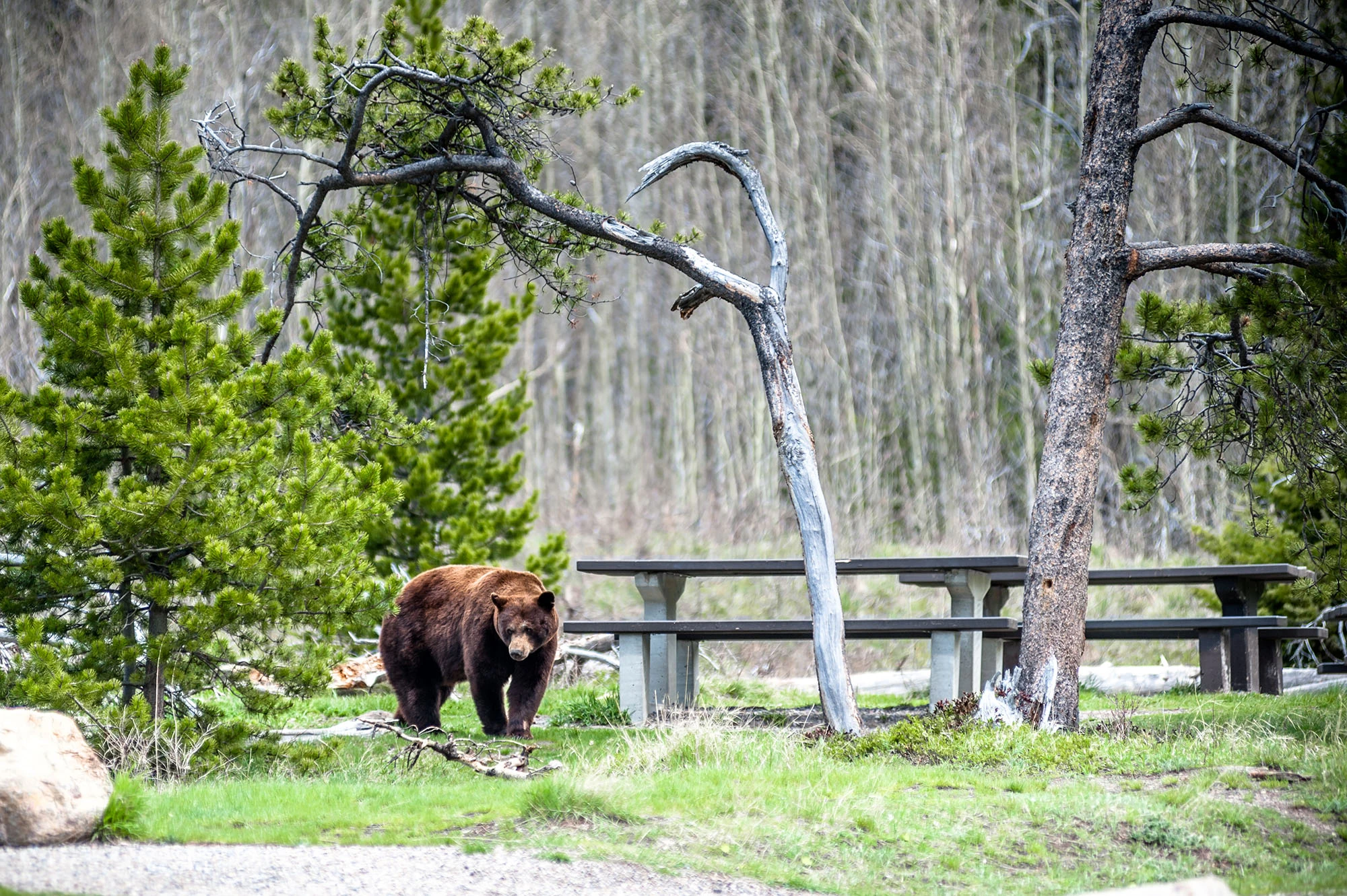 bear in campground